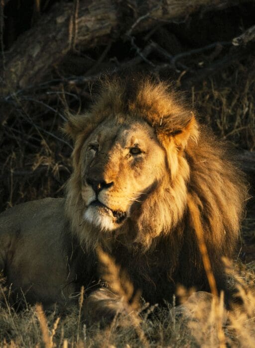 Kalahari, Namibia