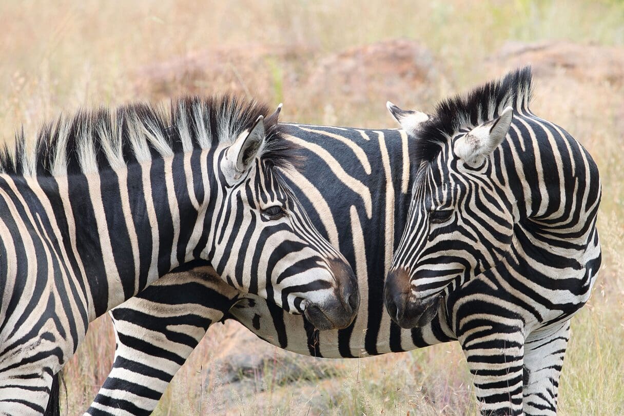 shambala private game reserve